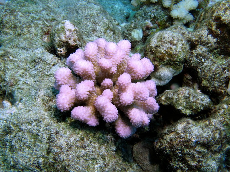 44  Rose Coral (Cauliflower Coral) IMG_2548.jpg